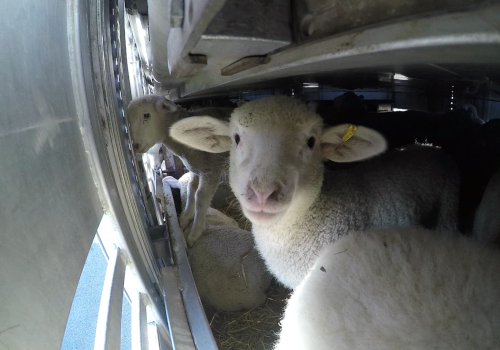 Gros plan sur le visage d'un mouton coincé dans un camion