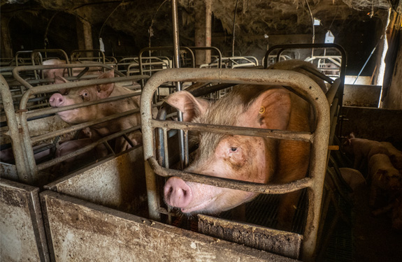 Pig trapped in a cage looking sad