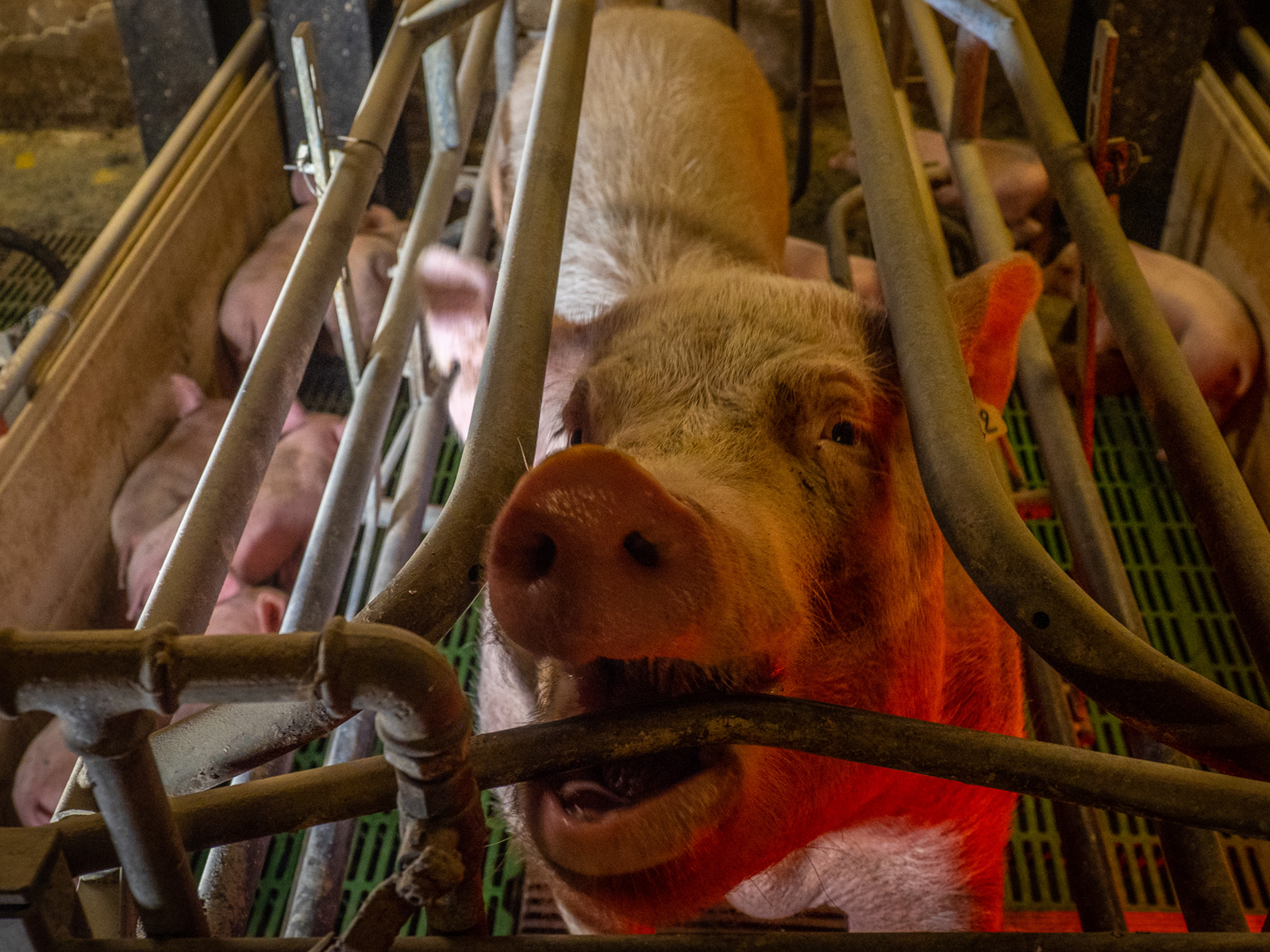 Pig trapped in a cage, biting it in distress