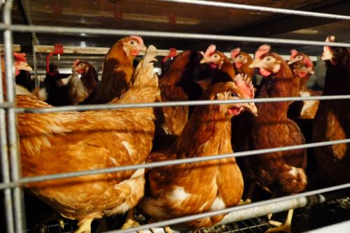 Hens trapped in cages with little room to move