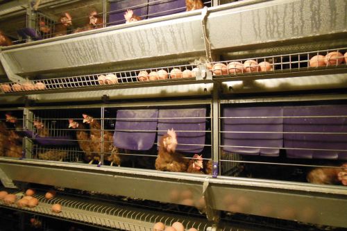 Laying hens trapped in cages