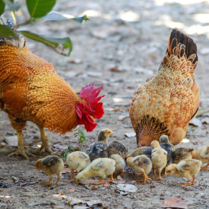 A cockrel and hen with their chicks