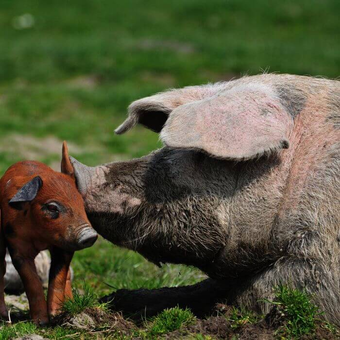 A mother pig touching snouts with her piglet