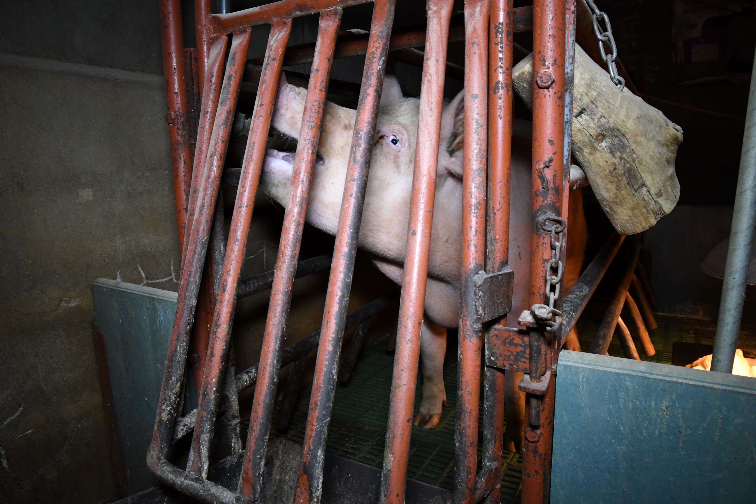 Sow in farrowing crate - UK pig investigation 2019