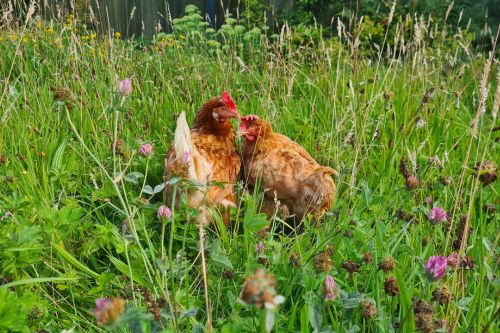 Two rescued hens outside in long grass displaying natural behaviours