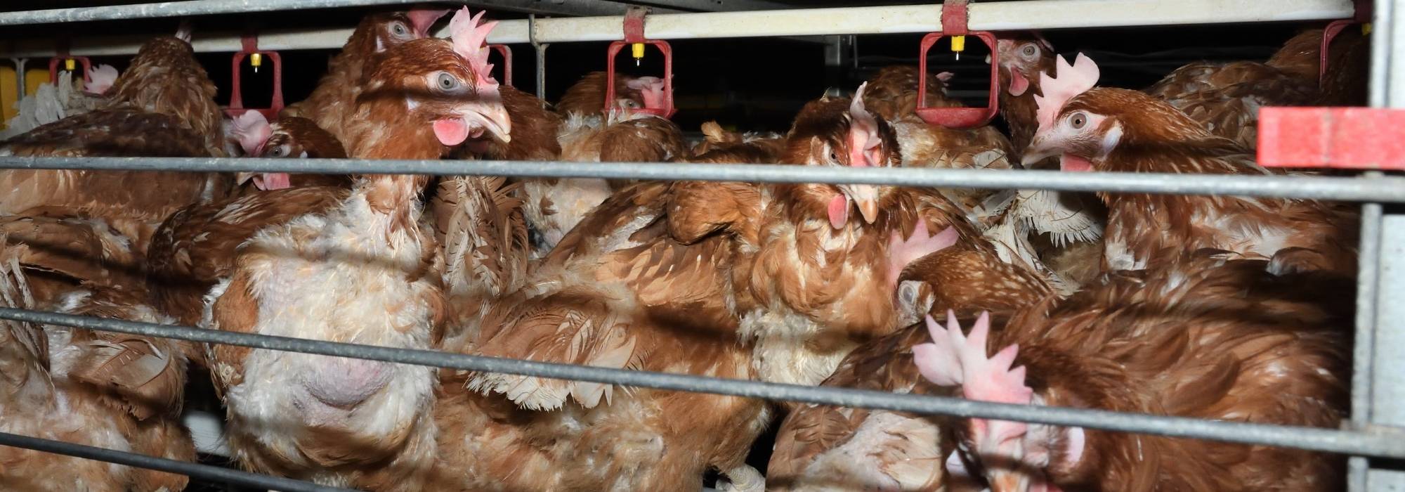 Many hens confined inside a cage. 