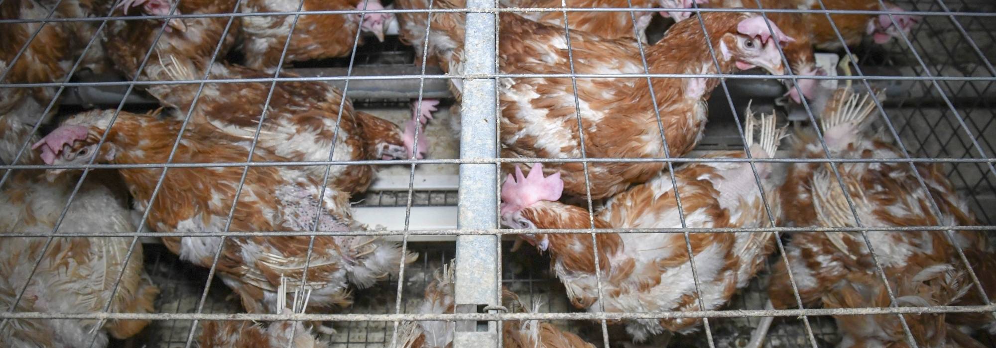 Many hens crammed into a cage. 