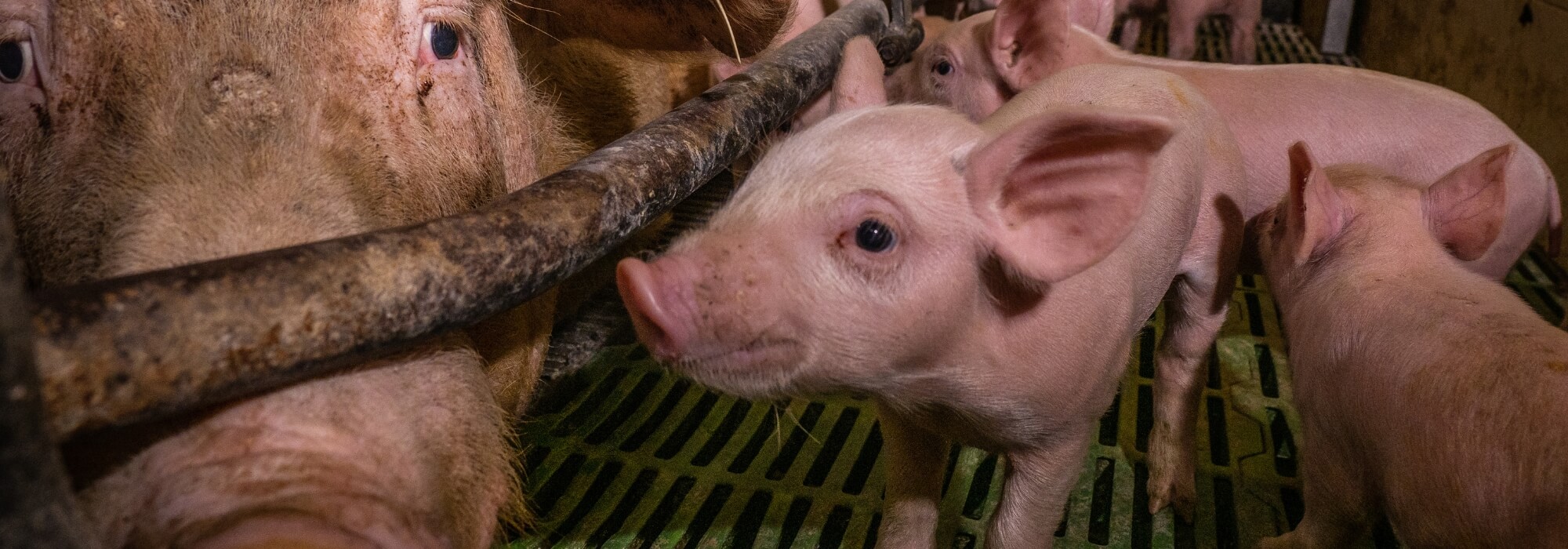 A sow confined in a farrowing crate looking at her piglets on the other side. 