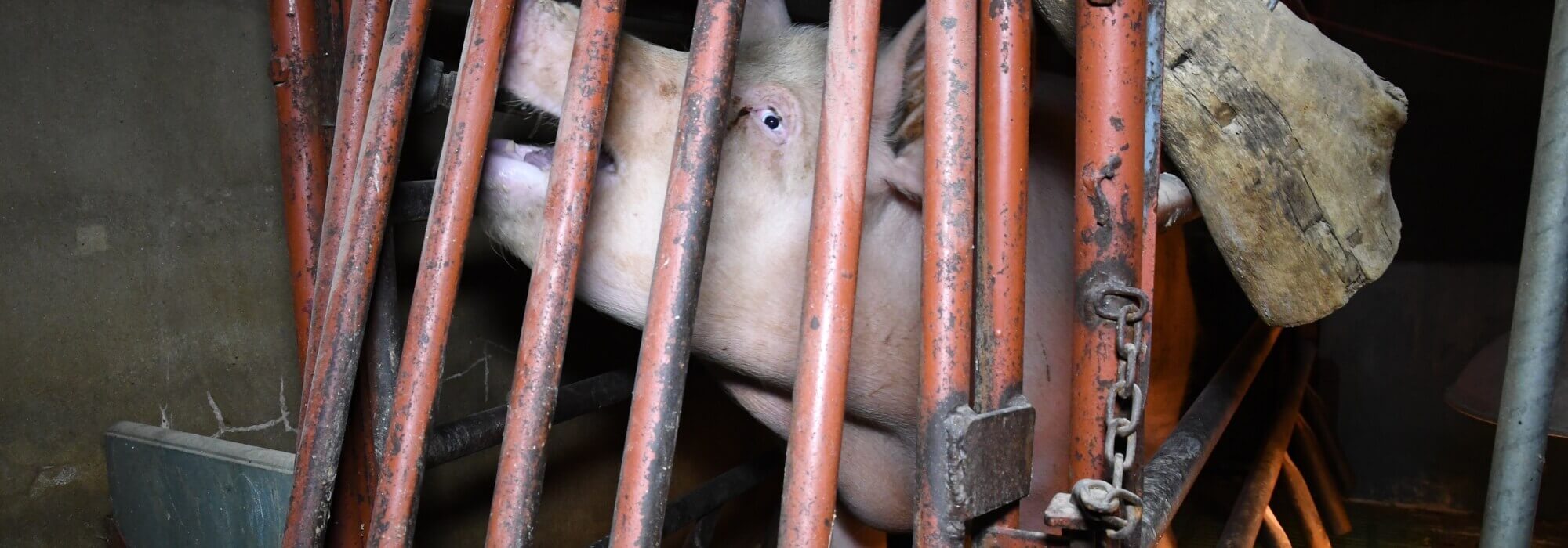 A mother pig confined in barren cage.