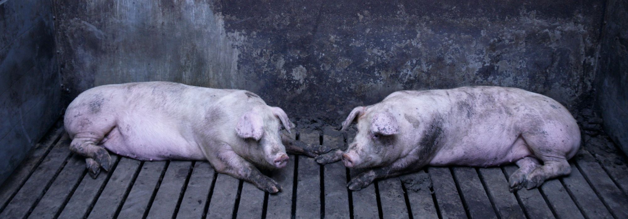 Pigs on slats in terrible conditions
