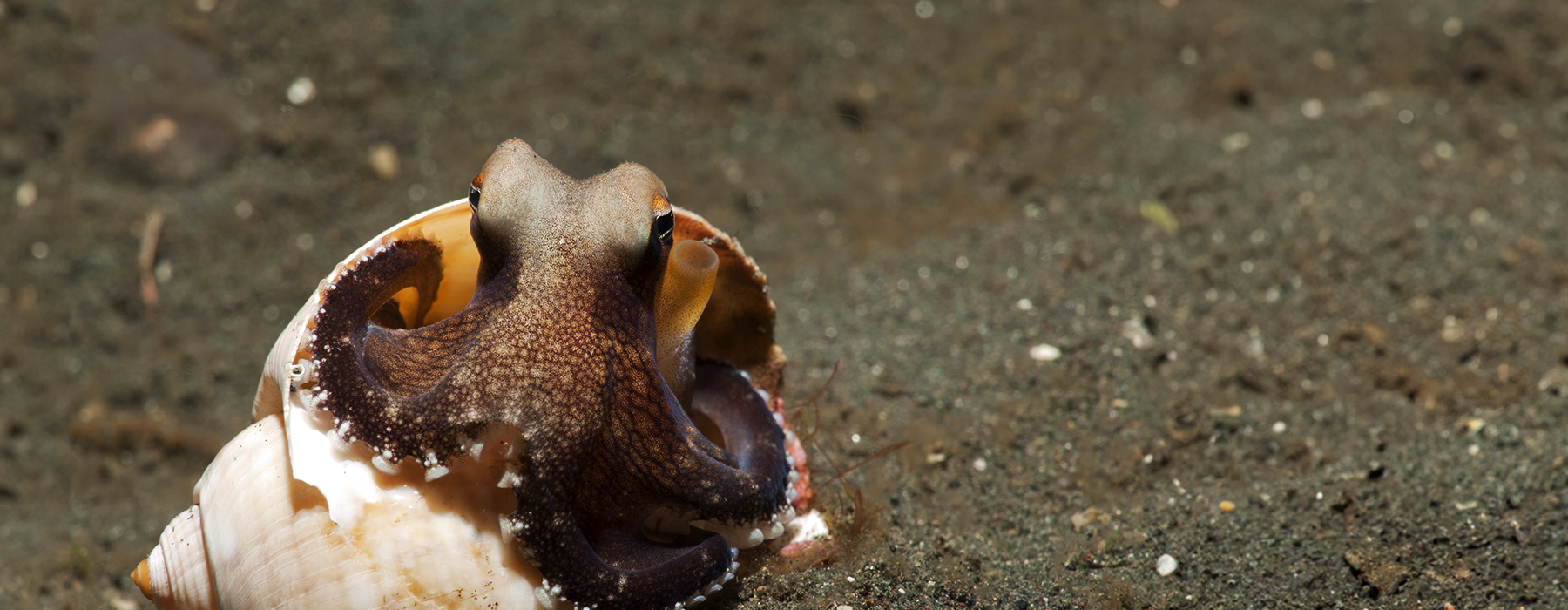Close up of an octopus peering out from behind a rock