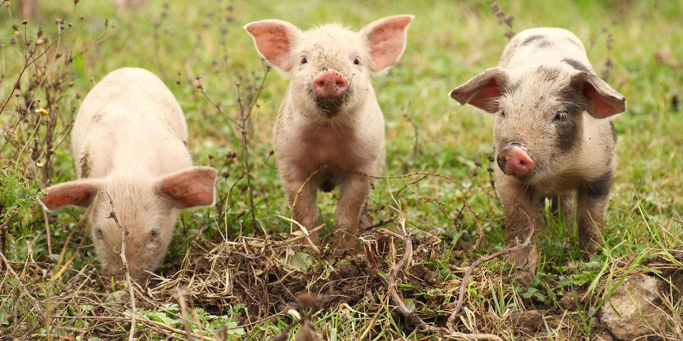Three piglets in a field