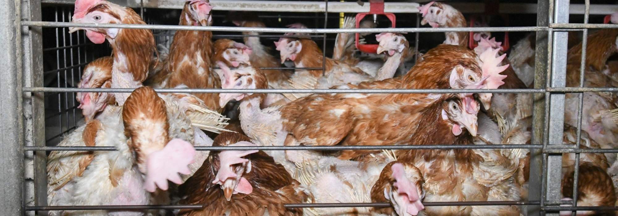 Many egg laying hens crammed into a cage. 