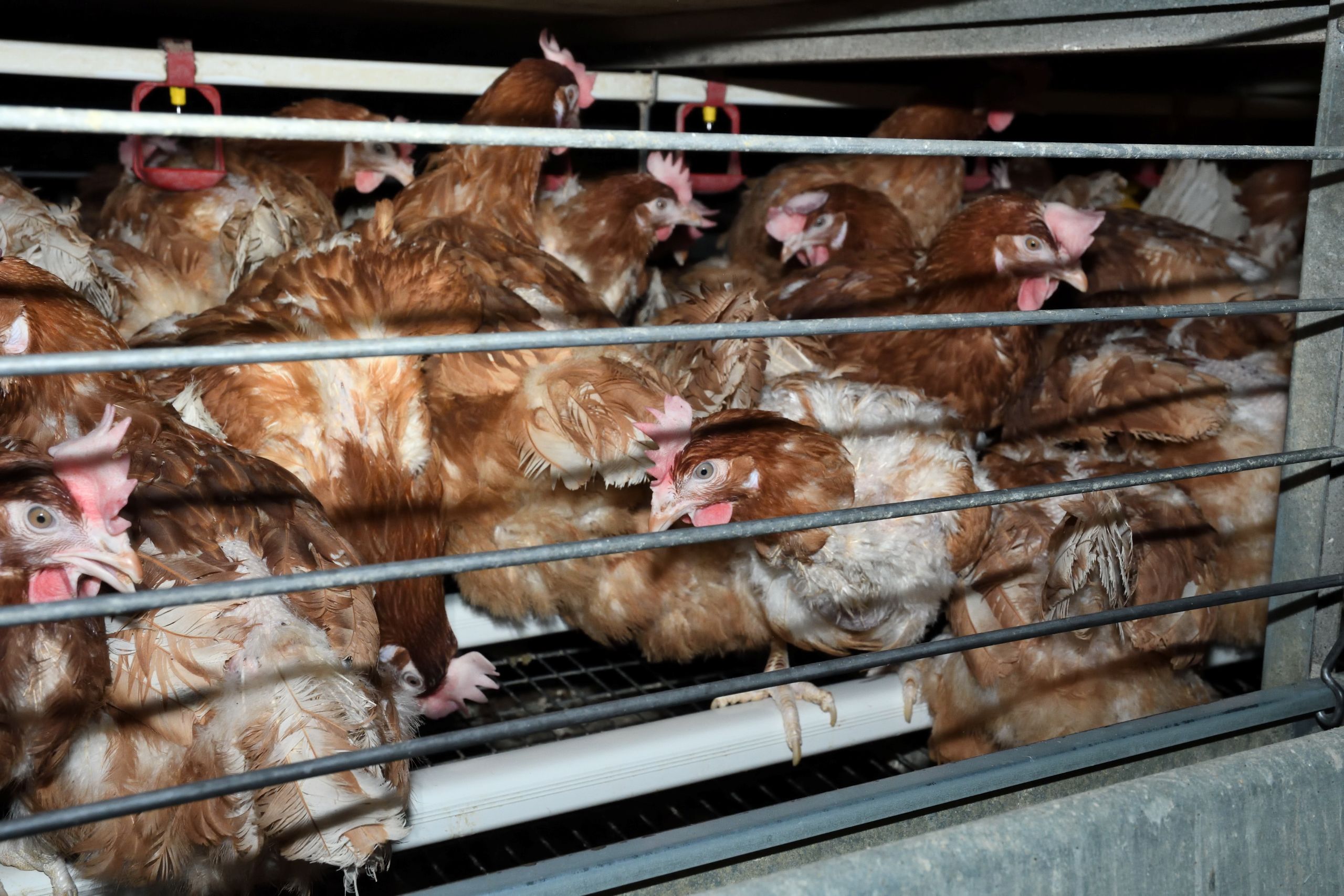 Hens crammed together in a confined cage.