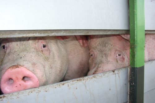 Pigs looking through the gaps of a transport lorry