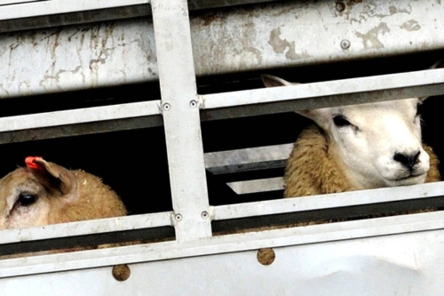 Sheep looking through the bars of an transport lorry