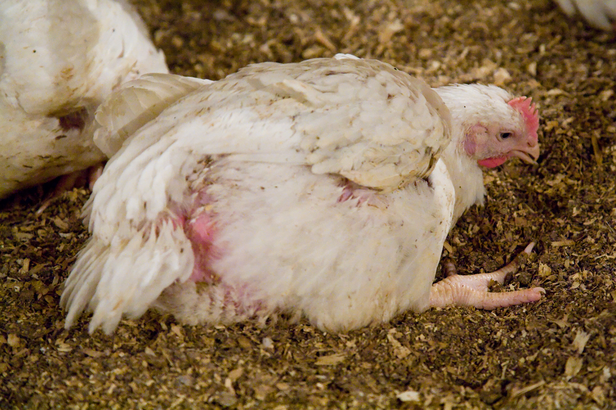 broiler chicken unable to walk with sores