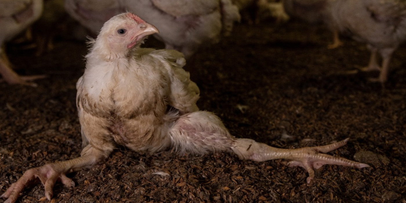 Broiler chicken deformed and unable to stand.