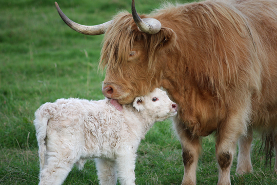 highland cow licking it's white calf