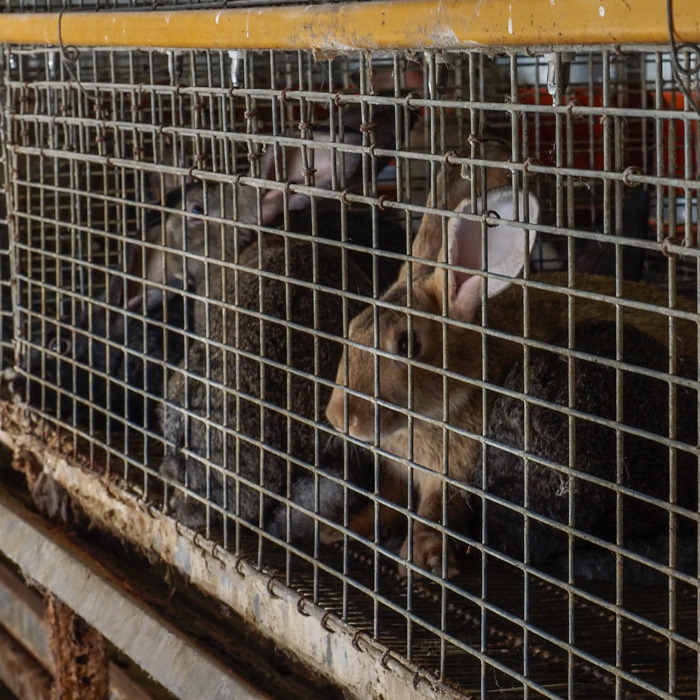 brown rabbits trapped in cages