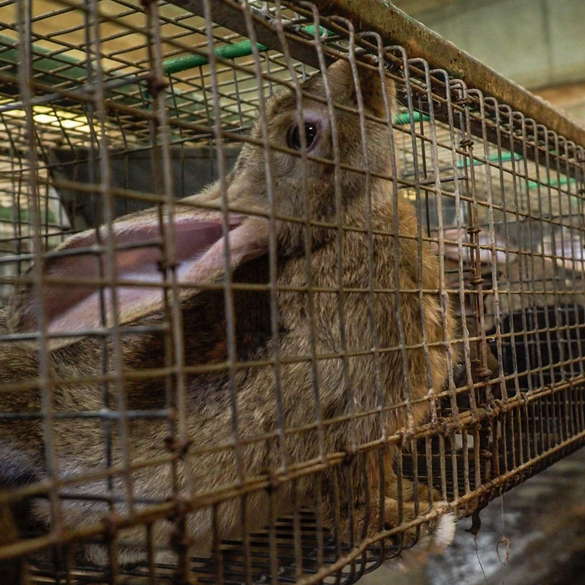 Brown rabbit in wire cage with head tilted back and snout reaching toward the top of cage