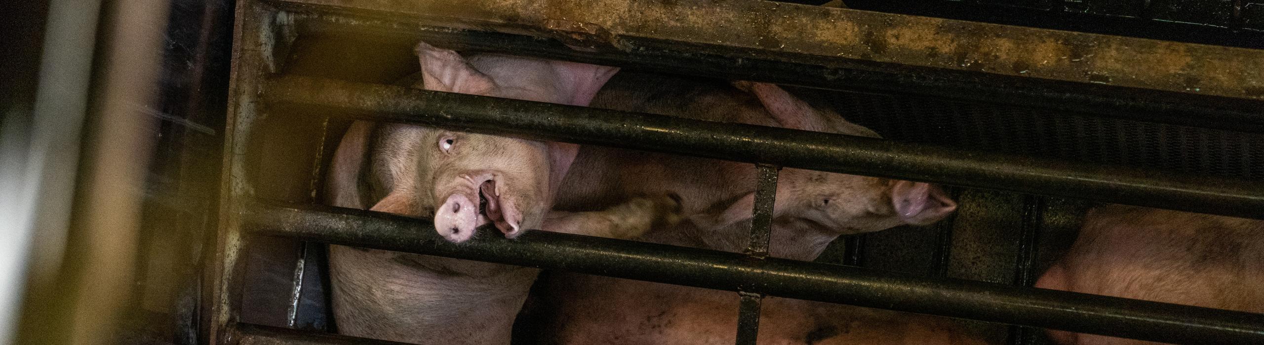 A screaming pig in a CO2 gas chamber.