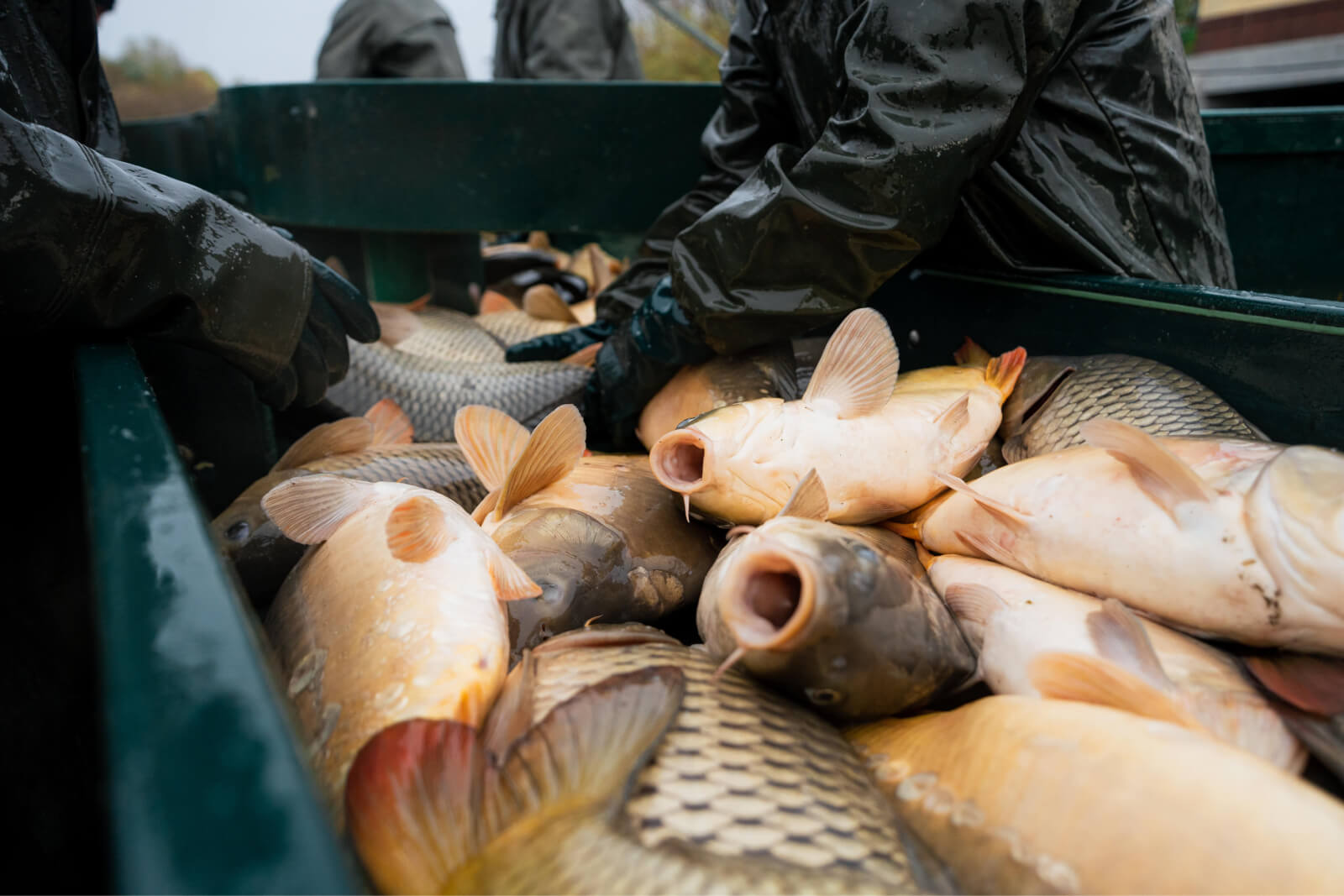 Carp on a sorting ramp