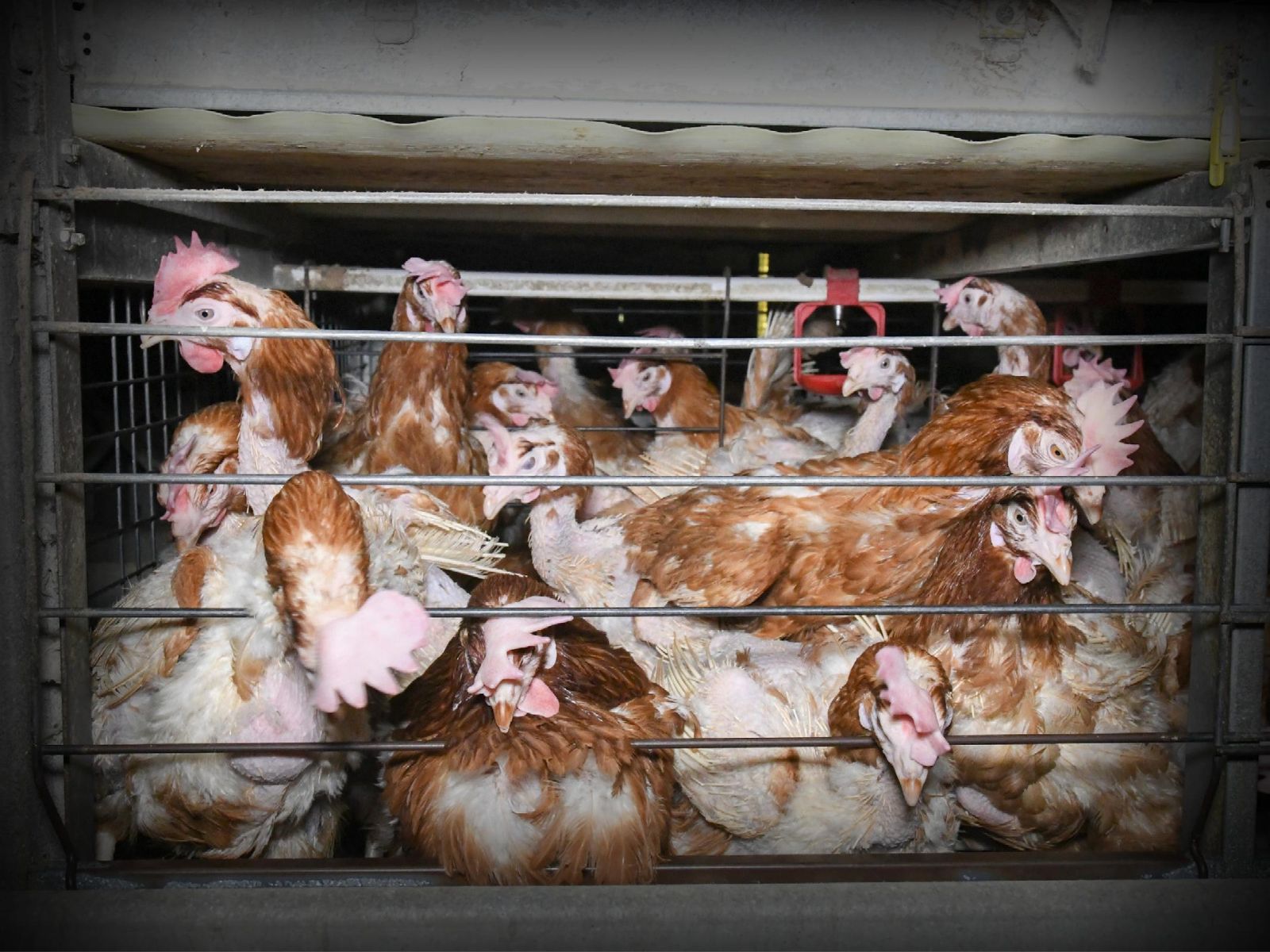 Caged hens with feather loss