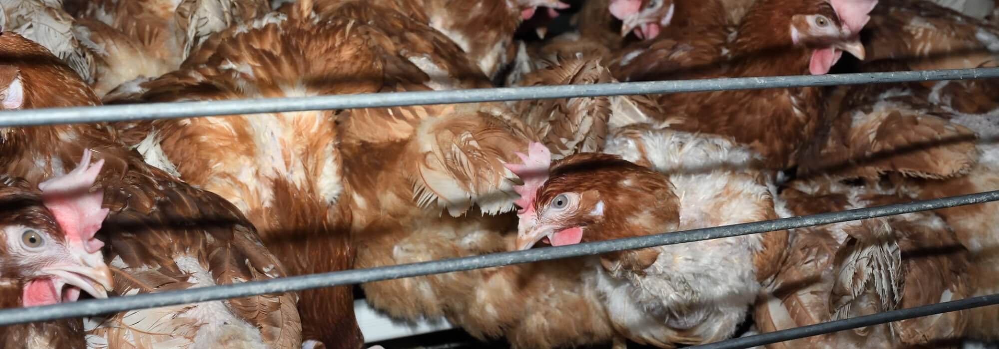 Many laying hens tightly crammed together with some missing feathers. 