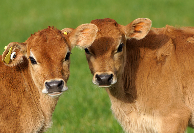 Two high welfare brown calves standing in a field of green grass