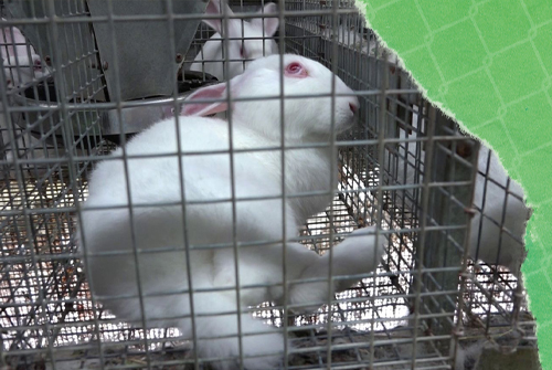 Petrified white rabbit, lying down in tiny metal cage, no bedding.
