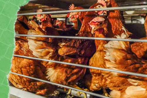 Hens trapped in a tiny cage, overcrowded, green gift wrap overlay to signify Christmas.