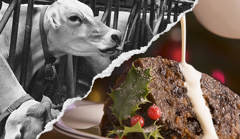 Split image showing a cow in a factory farm on the left and on the right a Christmas pudding with cream