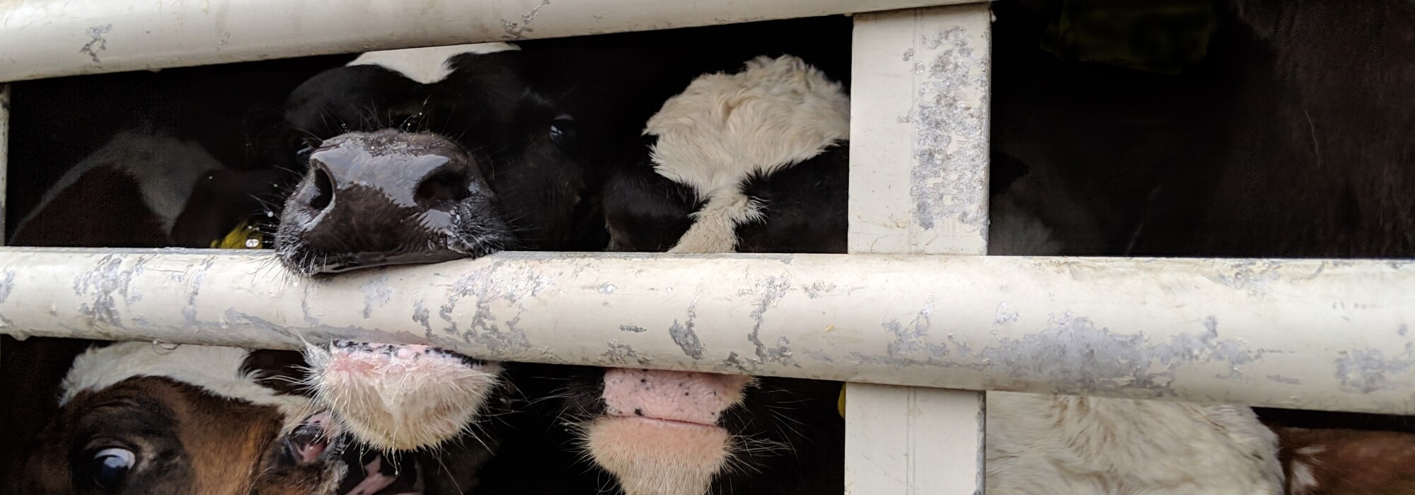 Cows cramped into a truck with one cow biting the truck's railing in distress.. 