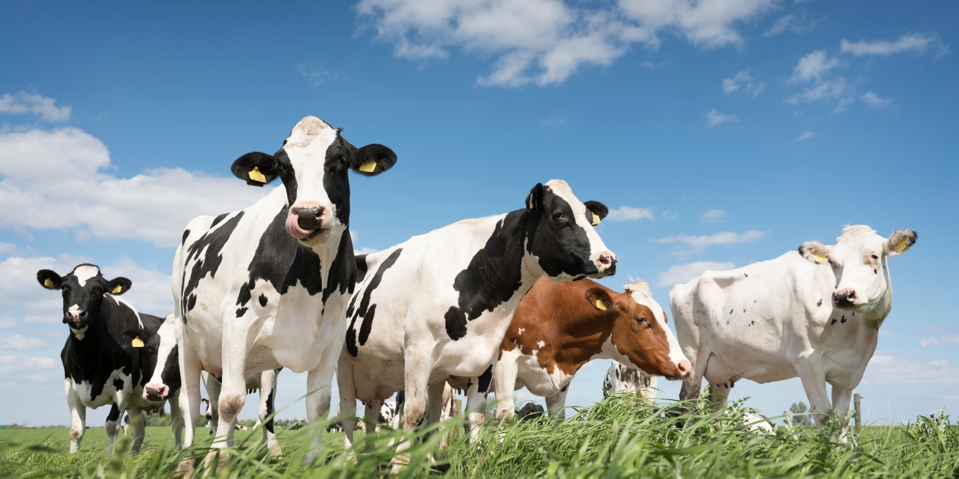 Several cows in a pasture with clear skies above them. 