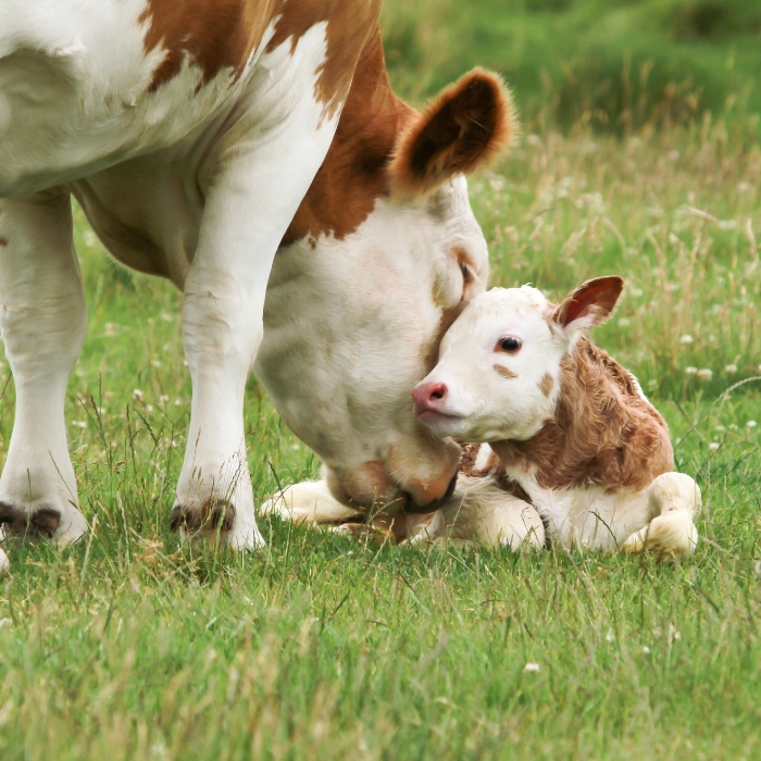 A dairy cow in a meadow nuzzling her calf