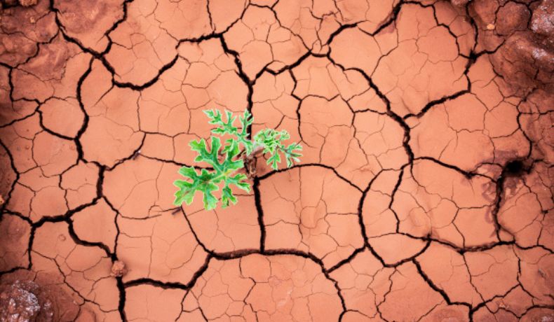Cracked earth with a single plant