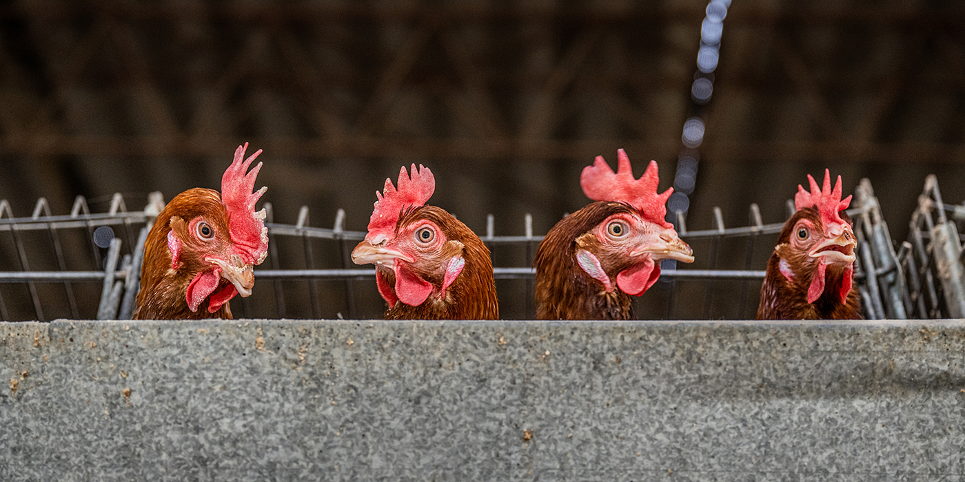Four chickens looking over a concrete block.