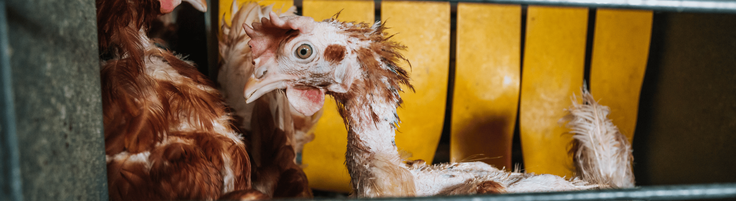 Hen with plucked feathers, trapped in a cage.