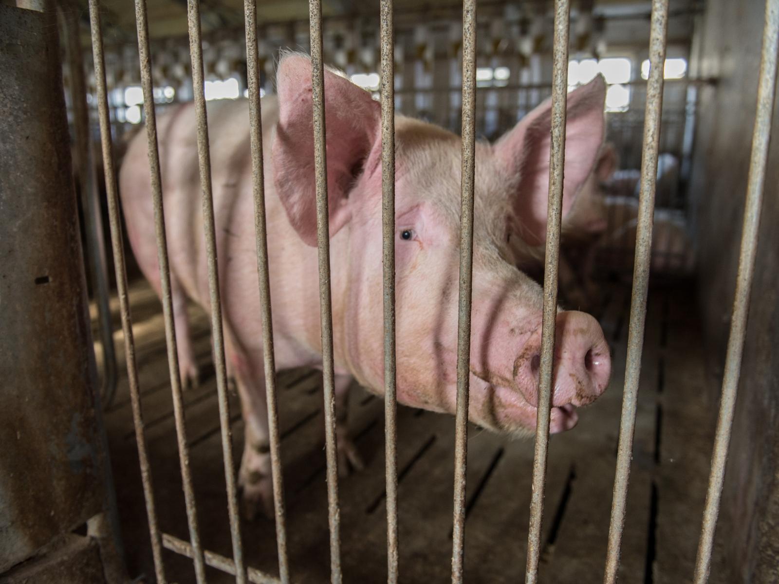 A pig looking through the bars of their cage
