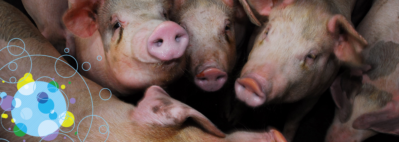 pandemic factory farm pigs