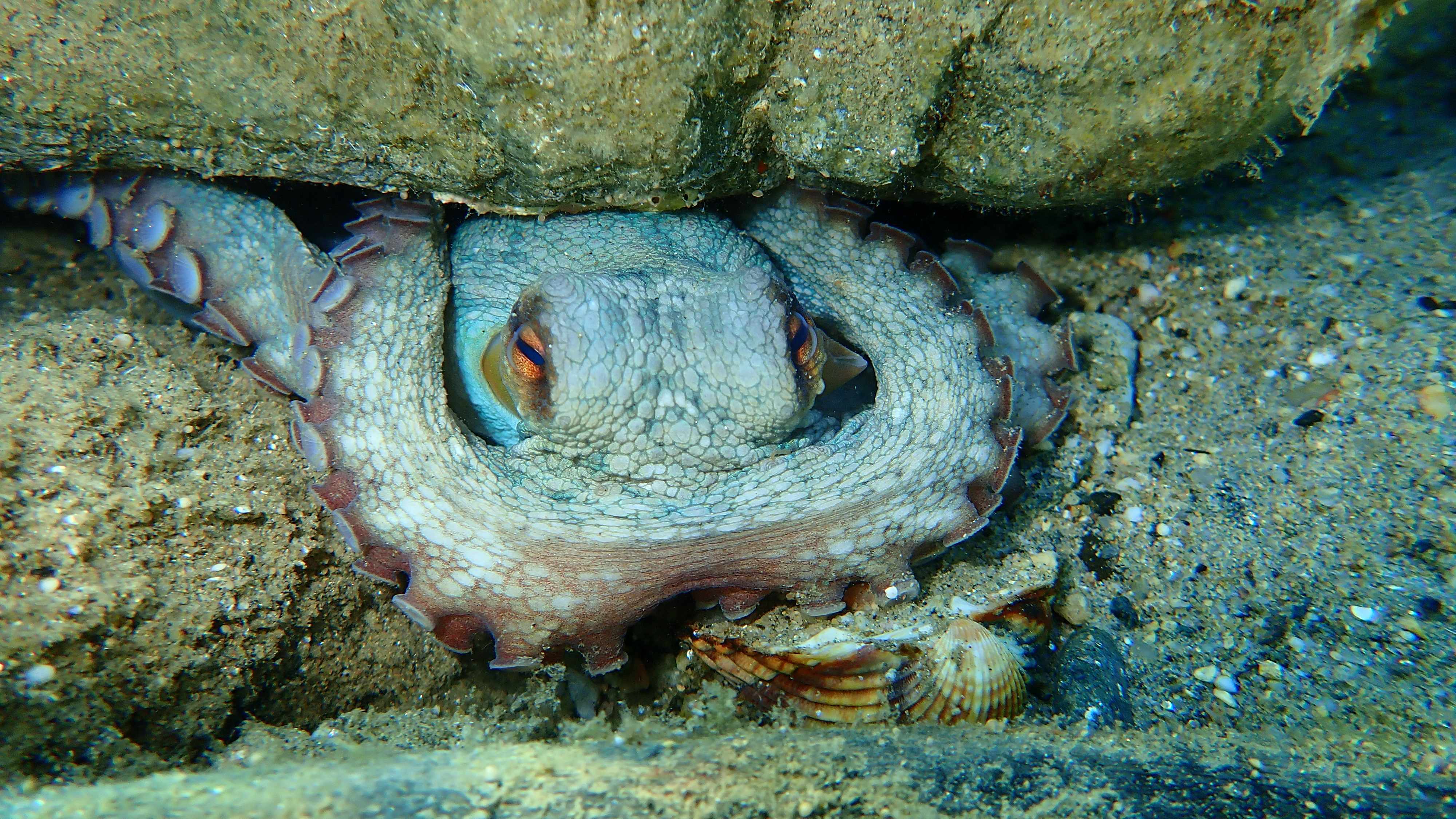 Octopus tucked into a rocky crevice on the seafloor, peering out with tentacles curled around its body.
