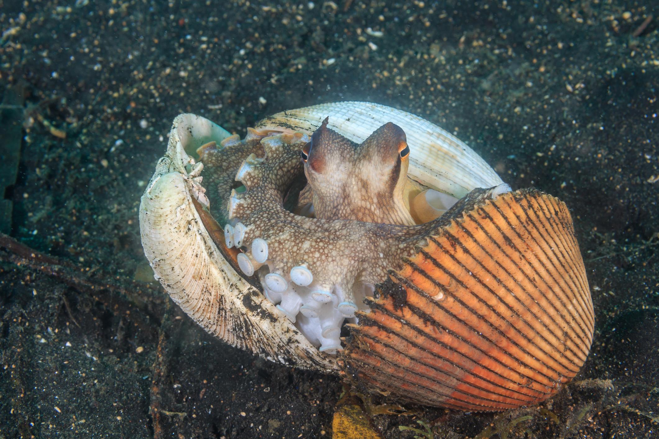 Een octopus kruipt uit een schelp.