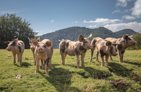 A group of high welfare piglets standing in a field, trees and mountains in the background