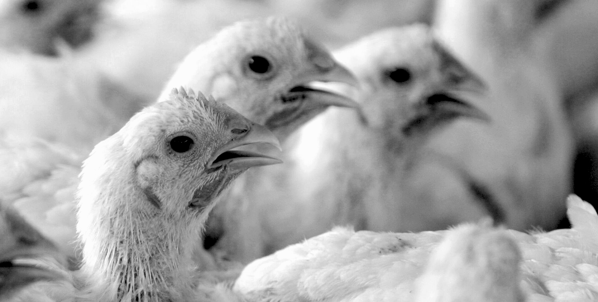 Crowded white broiler chickens displaying feather loss.