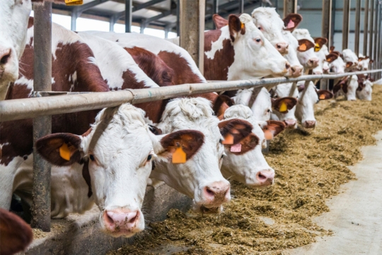 brown and white cows on an eclosed feeding lot, one cow is looking directly at the camera