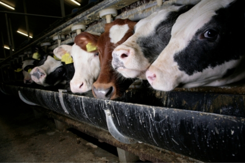 cows trapped in a factory farming system
