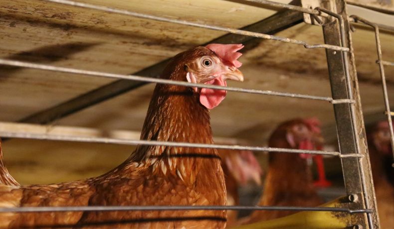 close up on a caged egg-laying hen