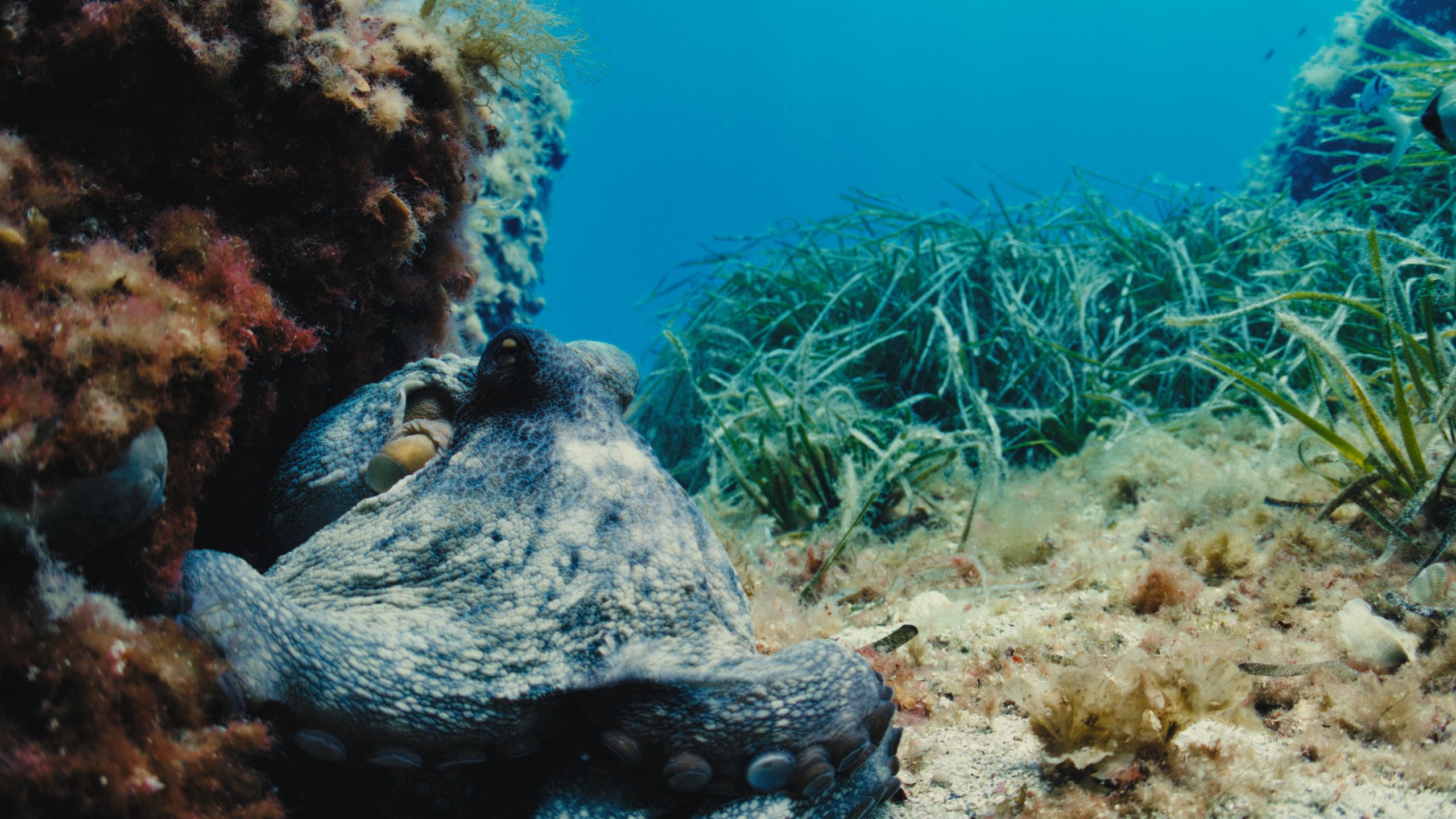 A blue octopus resting on the rocky seabed, surrounded by sea vegetation and coral.