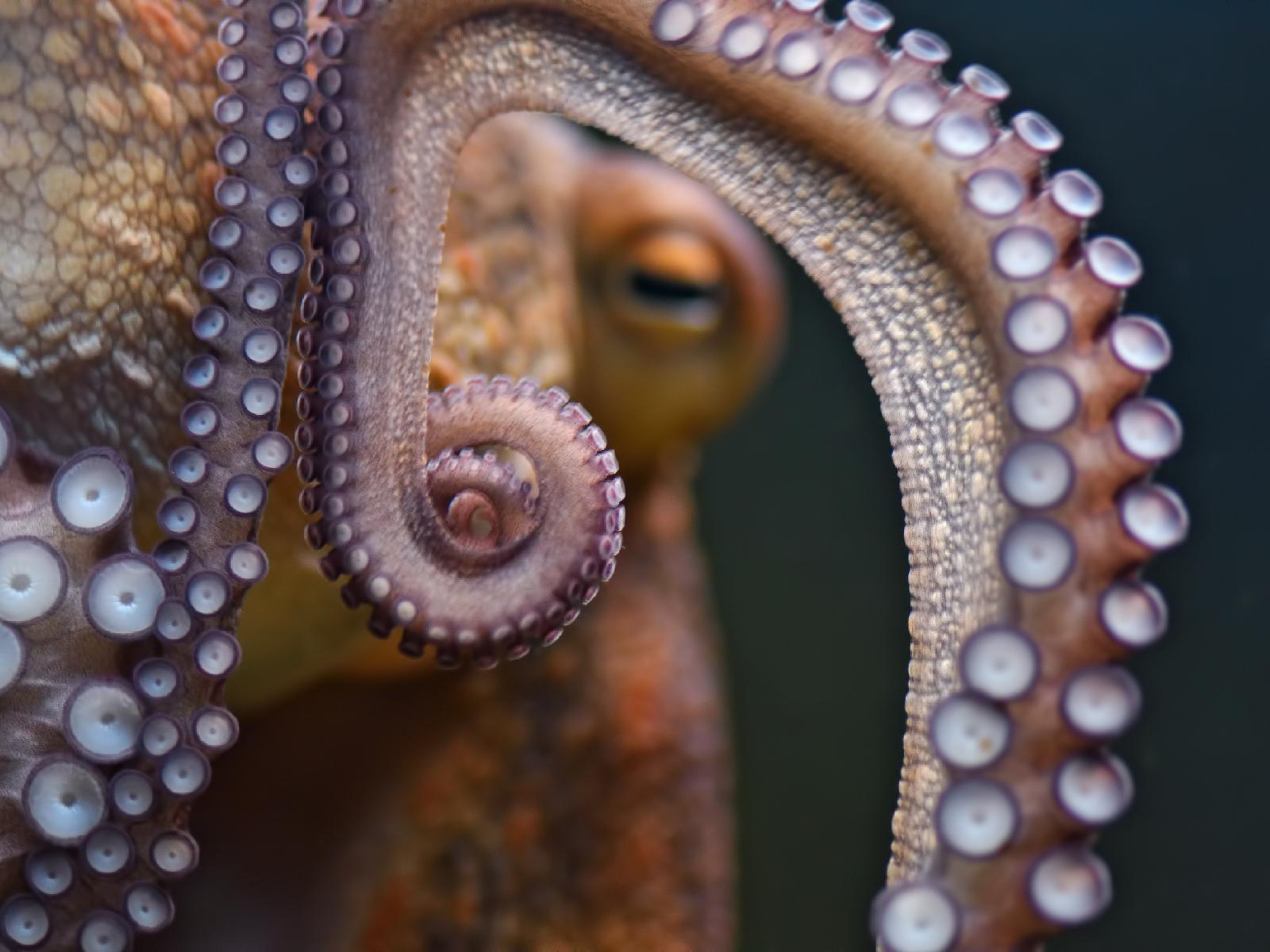 Close up of octopus